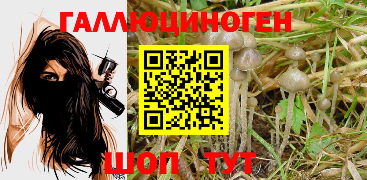 Каменка  Галлюциногенные грибы Psilocybe  Вход с VPN 
